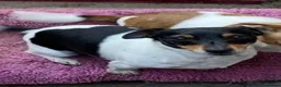 Jack Russell dogs for sale: Jack Russell  - Advert 2