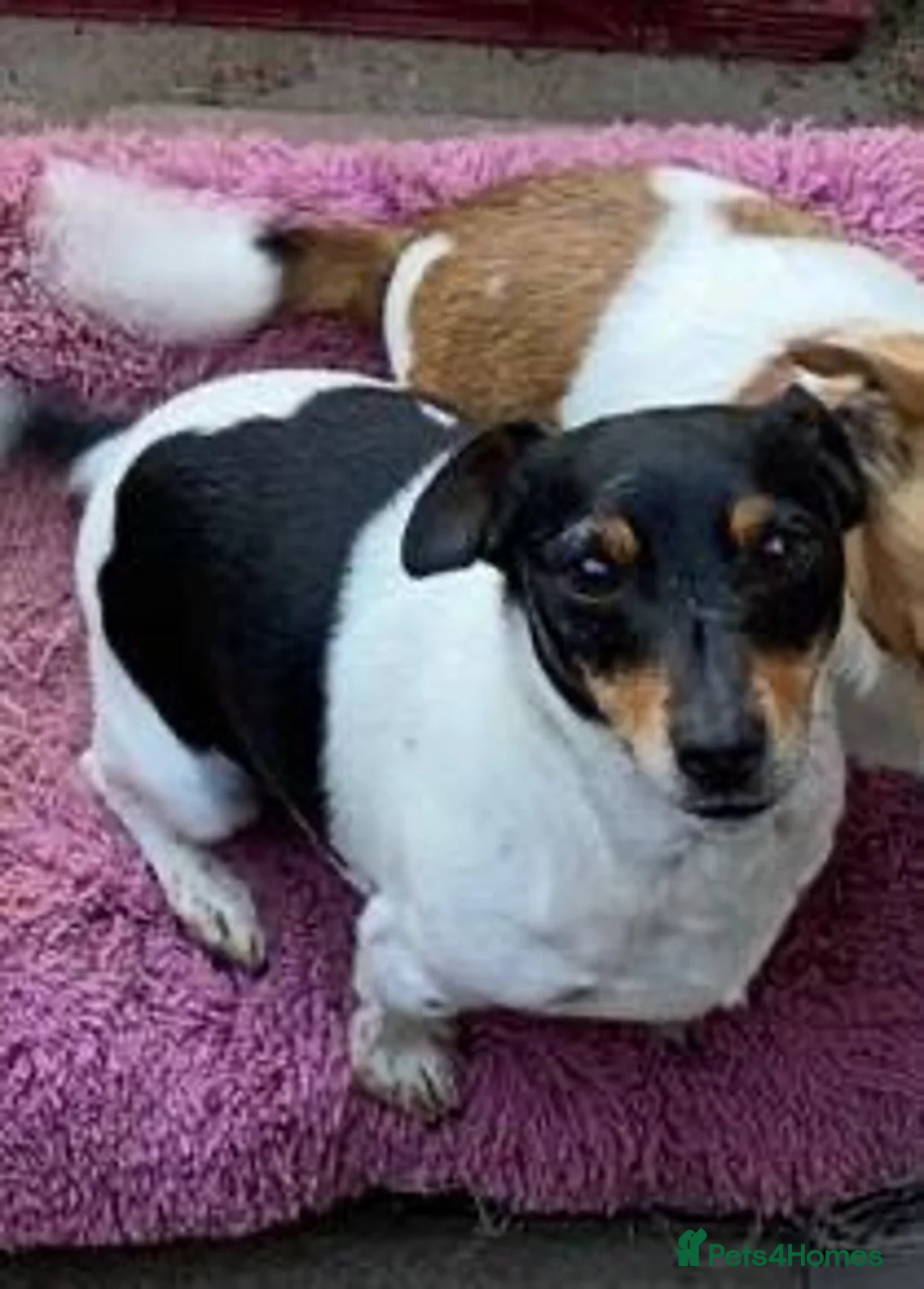 Jack Russell dogs for sale: Jack Russell  - Advert 2