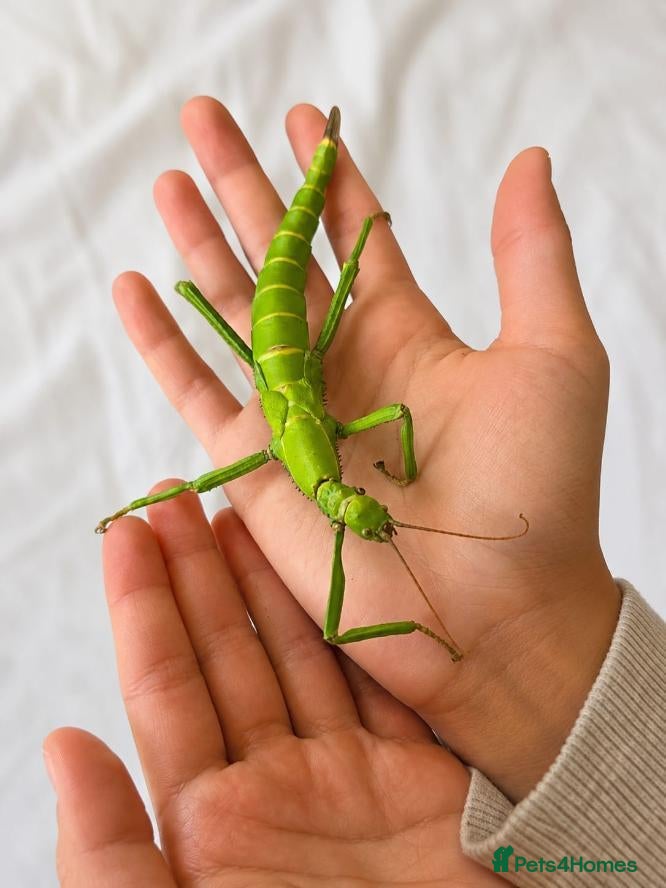 Stick Insects invertebrates Green Bean Stick Insects – Diapherodes gigantea - Advert 7