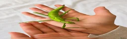 Stick Insects invertebrates for sale: Green Bean Stick Insects – Diapherodes gigantea in Warwick - Advert 1