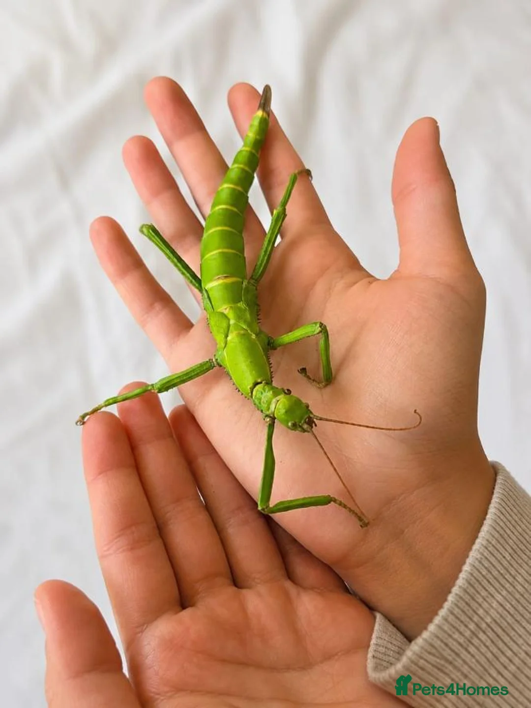 Stick Insects invertebrates for sale: Green Bean Stick Insects – Diapherodes gigantea in Warwick - Advert 1