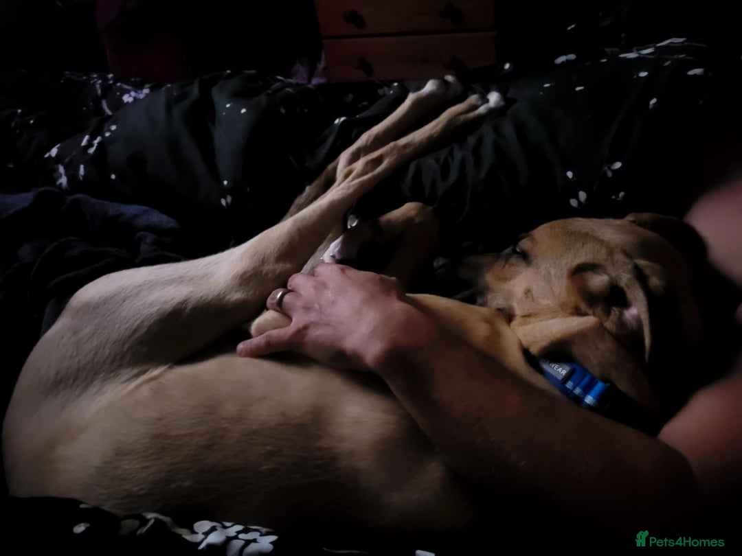 Mixed Breed dogs for adoption: Zach – 10 months old, Male, Mixed Breed Pup - Advert 2