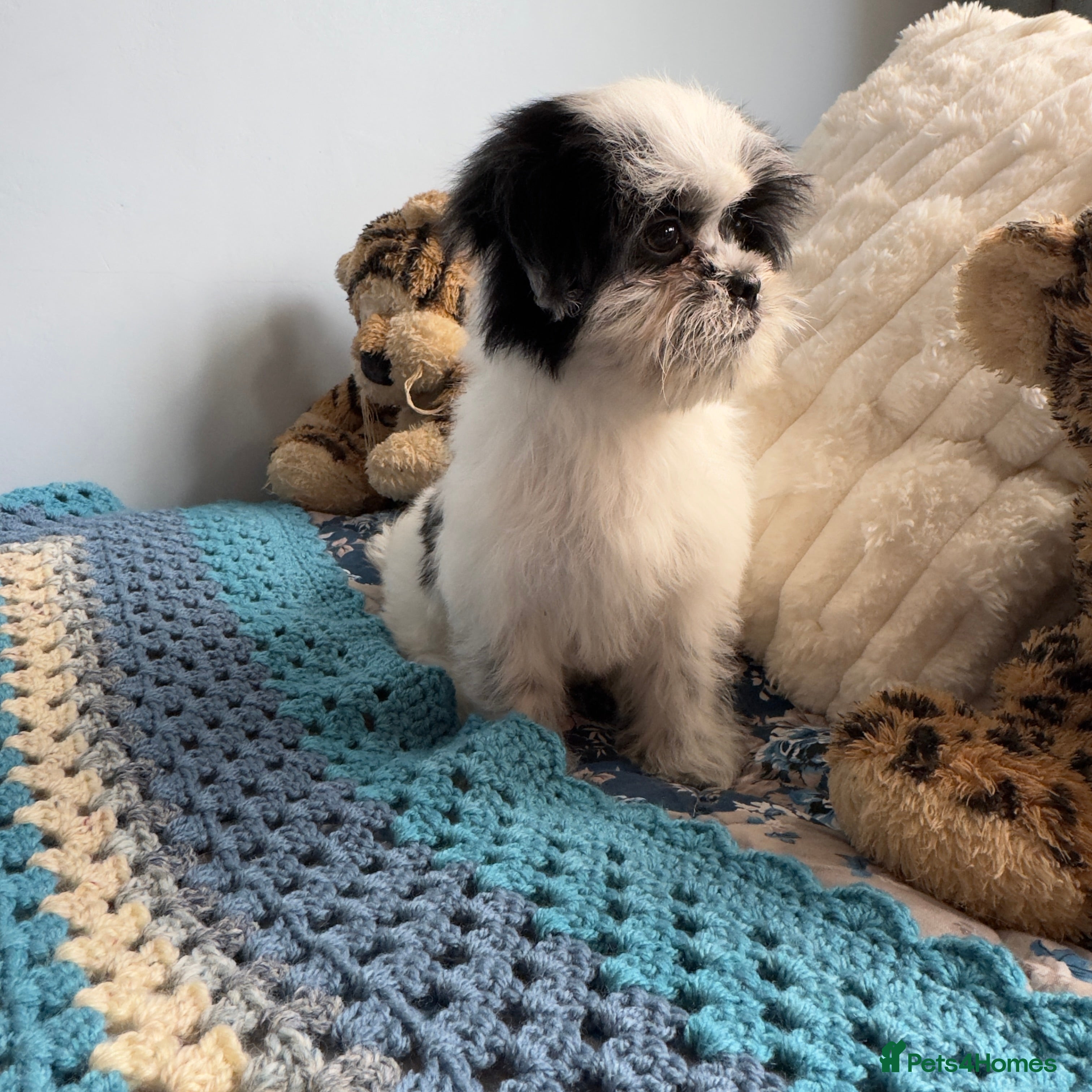 Mixed Breed dogs Japanese chin x Maltese terrier Jatese toy breed) - Advert 11