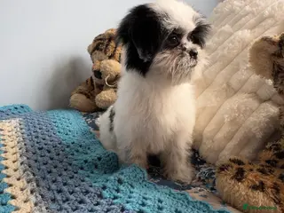 Mixed Breed dogs Japanese chin x Maltese terrier Jatese toy breed) - Advert 11