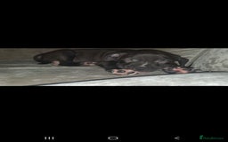 Staffordshire Bull Terrier dogs for sale: 2 boy pups Staffies - Image 3