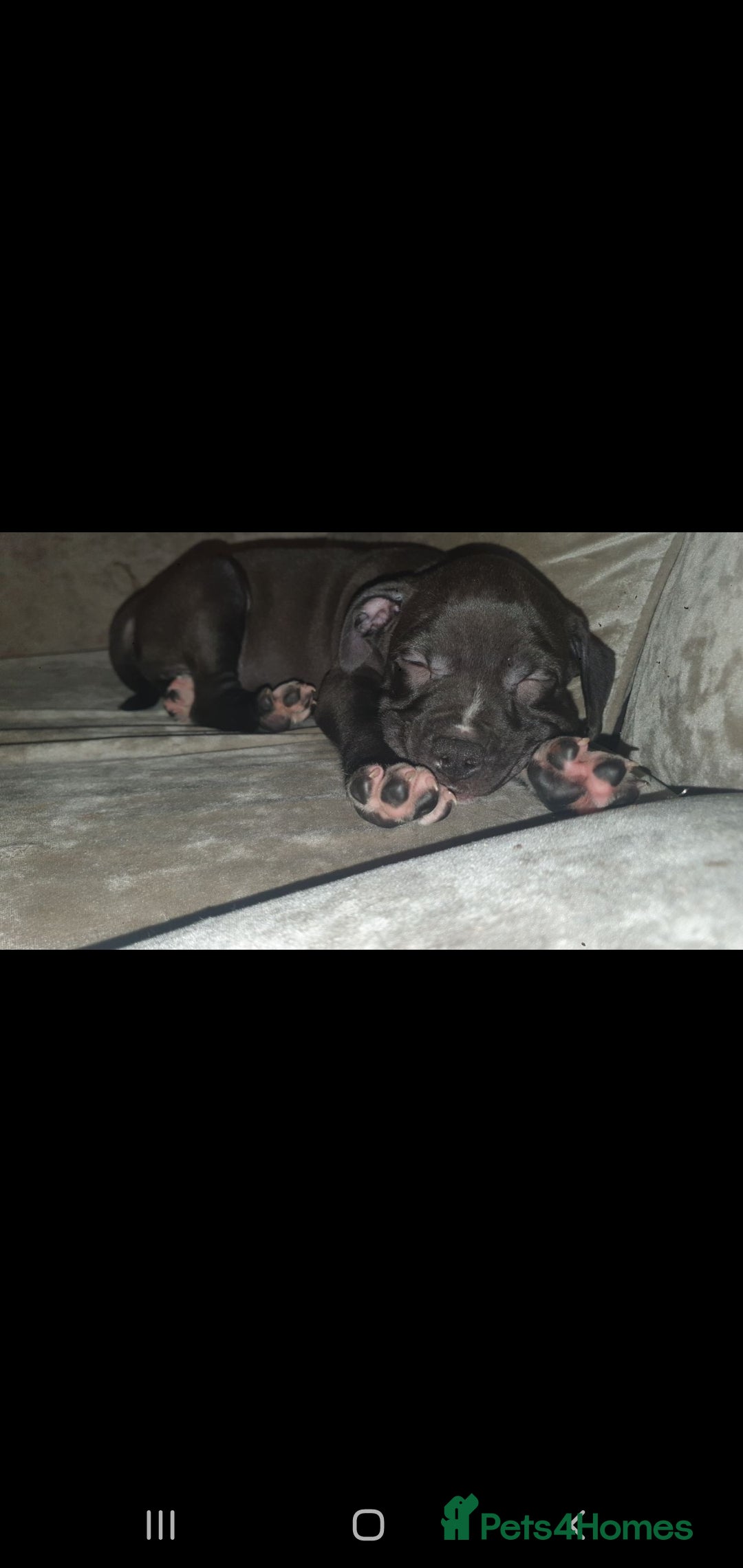 Staffordshire Bull Terrier dogs for sale: 2 boy pups Staffies - Image 3