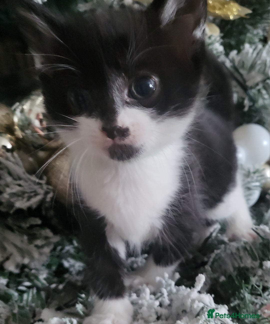 Mixed Breed cats for sale: 5 beautiful kittens - Advert 2