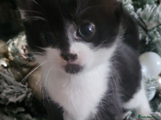 Mixed Breed cats 5 beautiful kittens - Advert 15