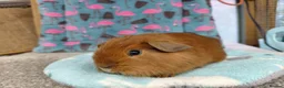 Guinea Pig rodents for sale: Baby Longhaired Boars /Merino/ Teddy/Goldens  - Advert 9