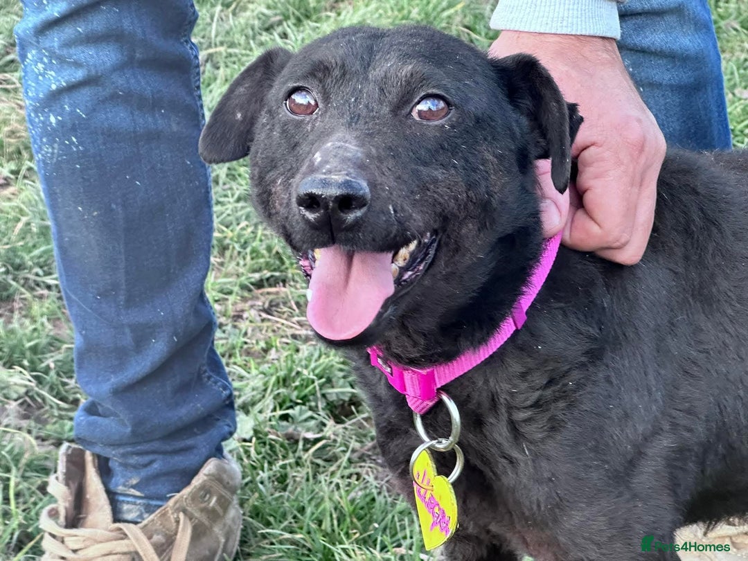 Mixed Breed dogs for sale: LOOKING FOR A SWEET GIRL?  ALLEGRA - FULL OF LOVE! - Advert 3