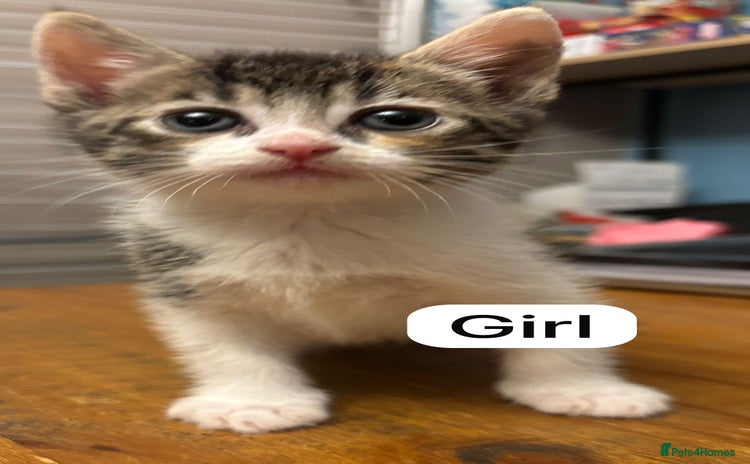Mixed Breed cats - Advert 3