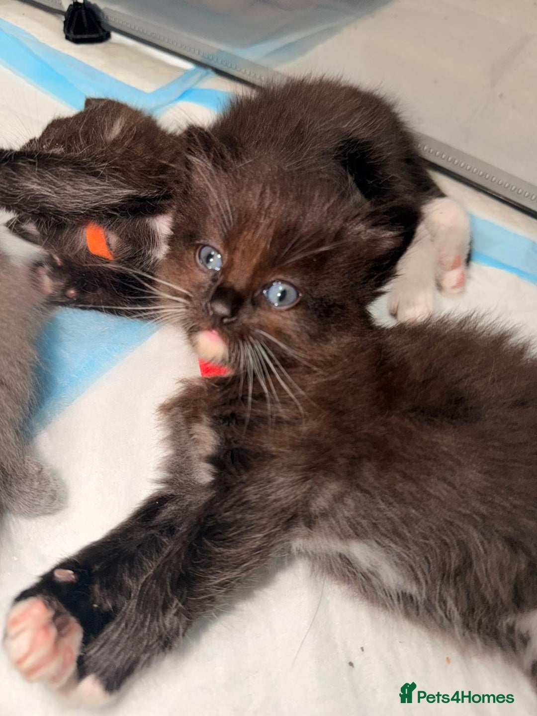 Ragdoll cats for sale: Ragdoll mix kitten - 5 Boys - Advert 8