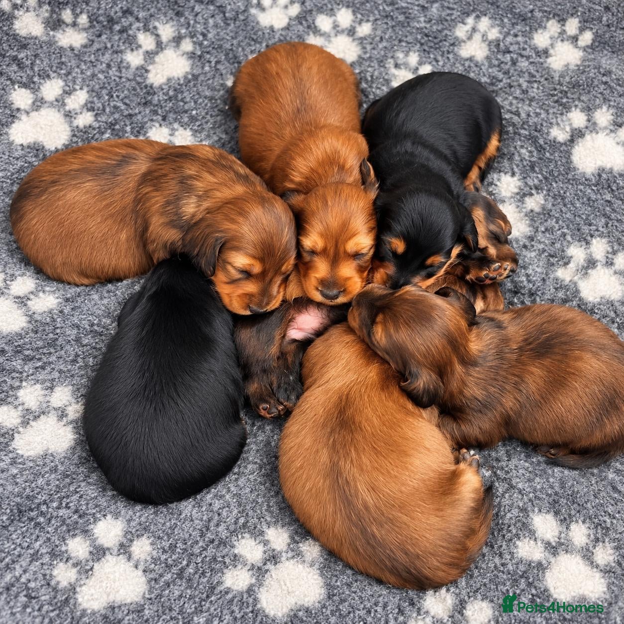 Miniature Dachshund dogs Beautiful Long-Haired Miniature Dachshund Puppies  - Advert 1