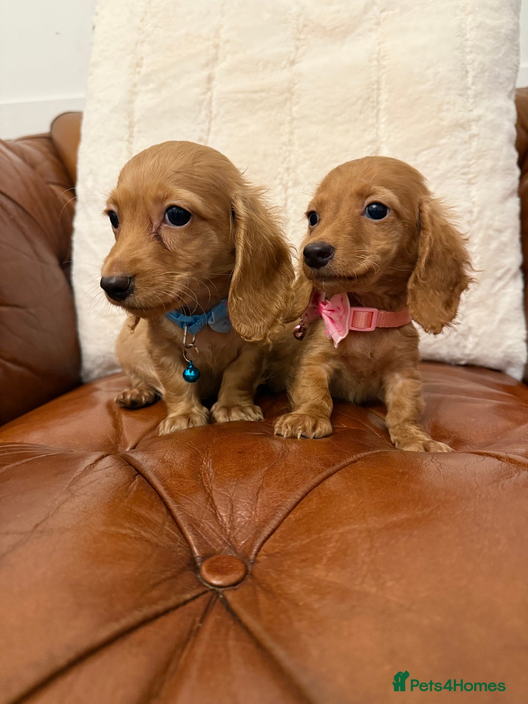 Miniature Dachshund dogs for sale: Beautiful Cream Longcoats Miniature Dachshund  - Advert 12