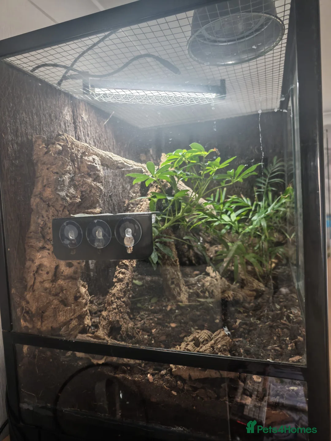 Gecko reptiles for sale: Dalmatian crested gecko  - Advert 2