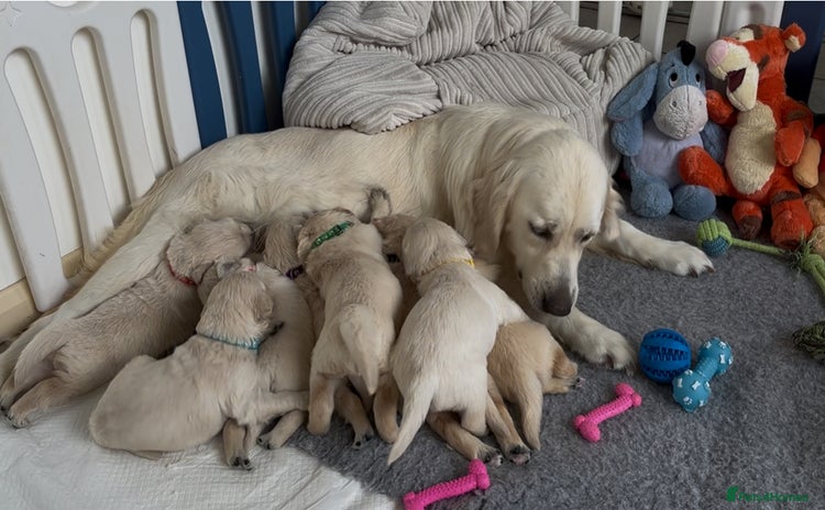 Golden Retriever dogs - Advert 2