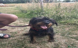 Mixed Breed dogs for adoption: Sally - Norwich Norfolk  - Image 4