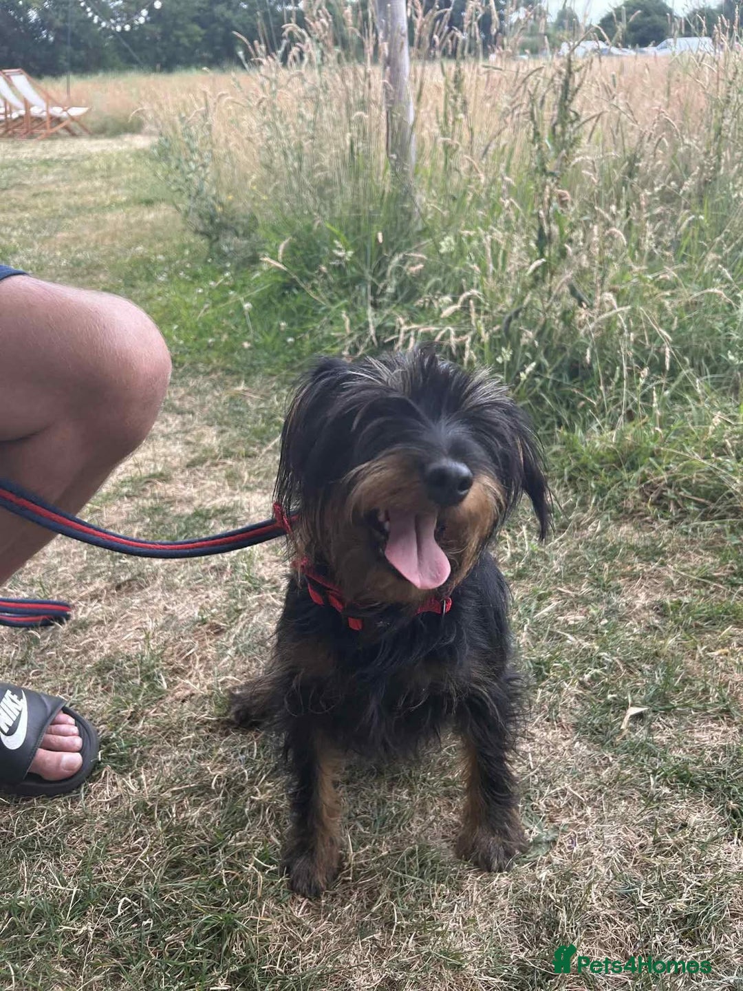Mixed Breed dogs for adoption: Sally - Norwich Norfolk  - Image 4