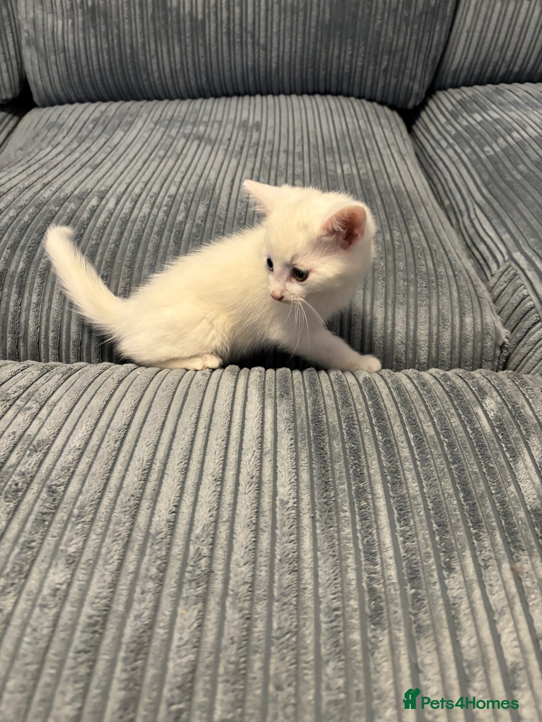 Mixed Breed cats for sale: Adorable Kittens for Sale - Advert 4