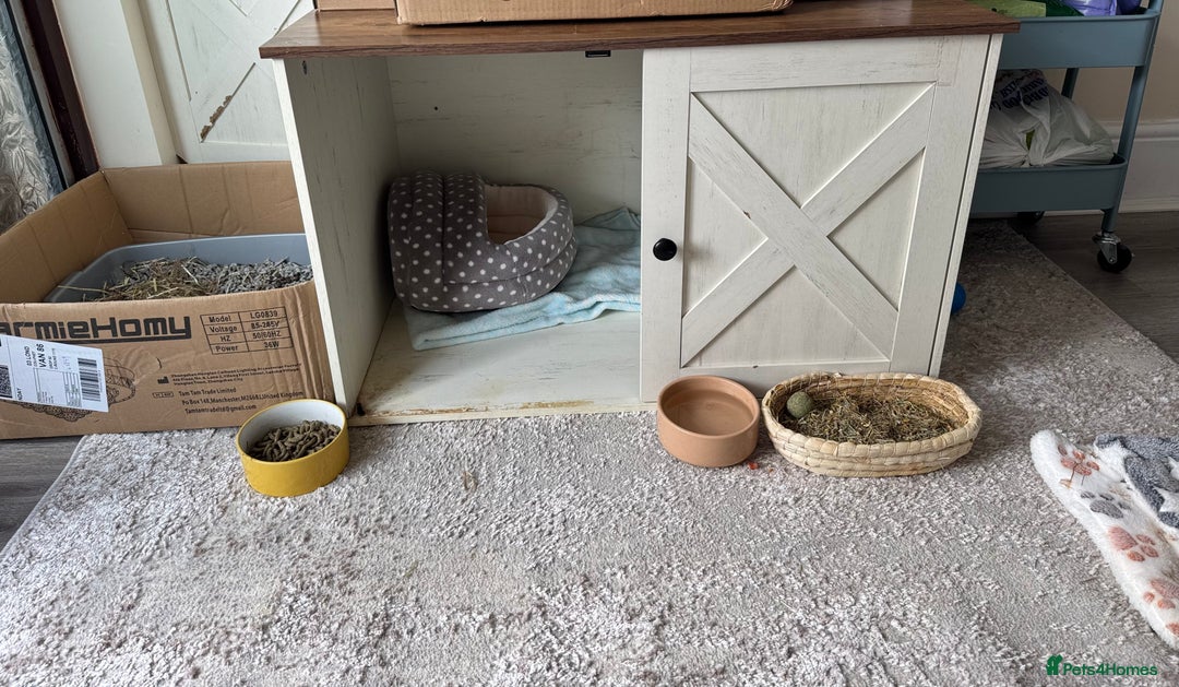 Mini Lop rabbits for sale: Young Male Rabbit/ Complete Starter Kit – Friendly - Image 8