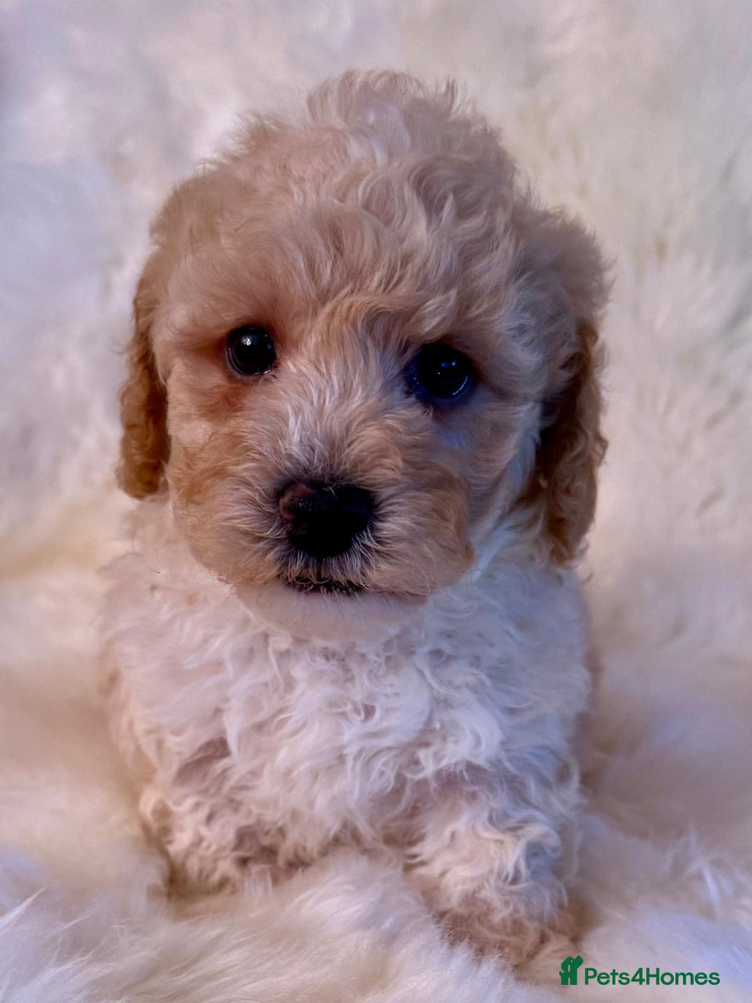 Maltipoo dogs for sale: OUTSTANDING QUALITY F1B MALTIPOO PUPPIES READY! - Image 4