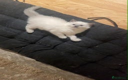 Ragdoll cats for sale: Pure ragdoll kittens ready to leave now ‼️ - Image 7