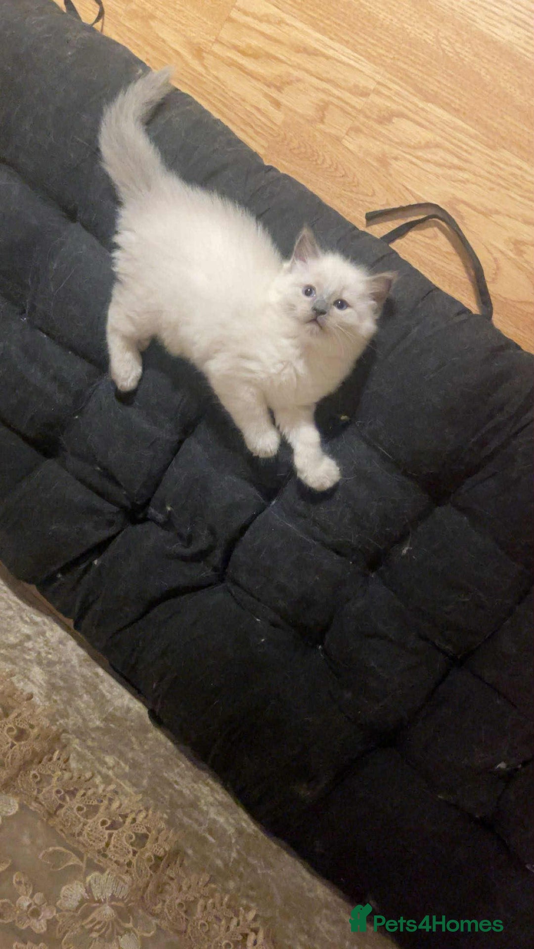 Ragdoll cats for sale: Pure ragdoll kittens ready to leave now ‼️ - Image 7