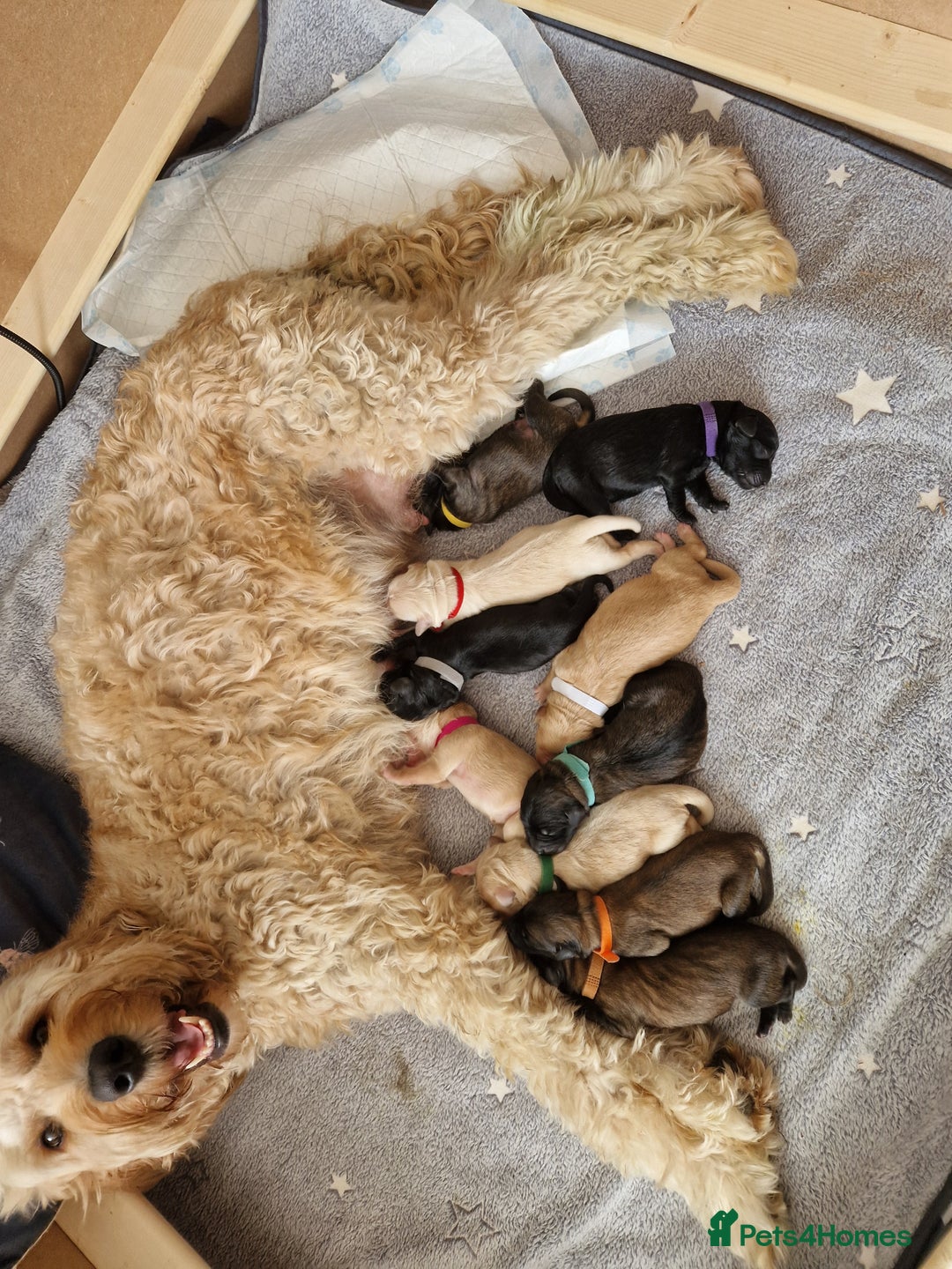 Goldendoodle dogs for sale: MultiGen Goldendoodles  - Image 1