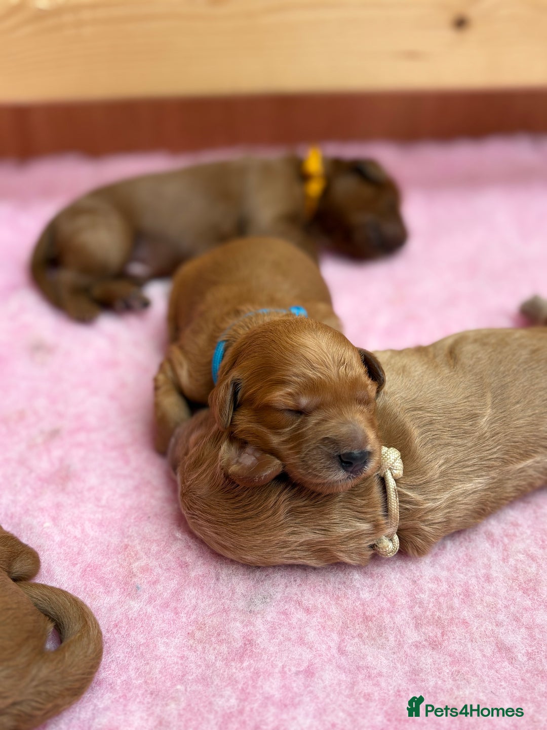 Goldendoodle dogs for sale: Stunning F2B Goldendoodles - Image 32