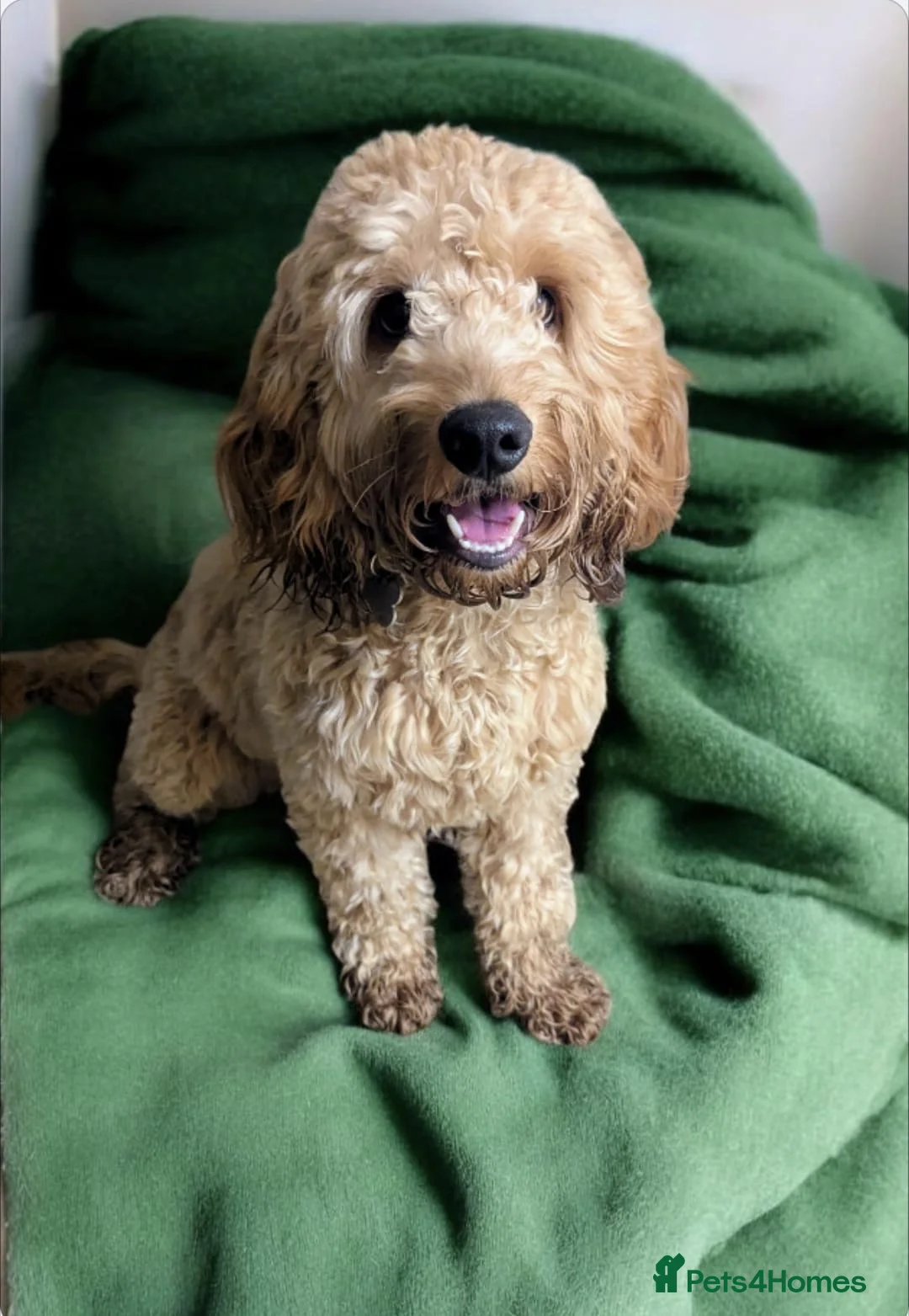 Cockapoo dogs for sale: Adorable cockapoo  - Advert 2