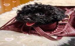 Toy Poodle dogs for sale: Teddy face ASIAN toy poodle pups - ready now  - Image 2