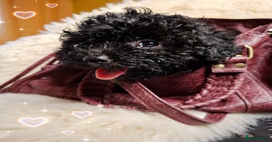 Toy Poodle dogs - Advert 11