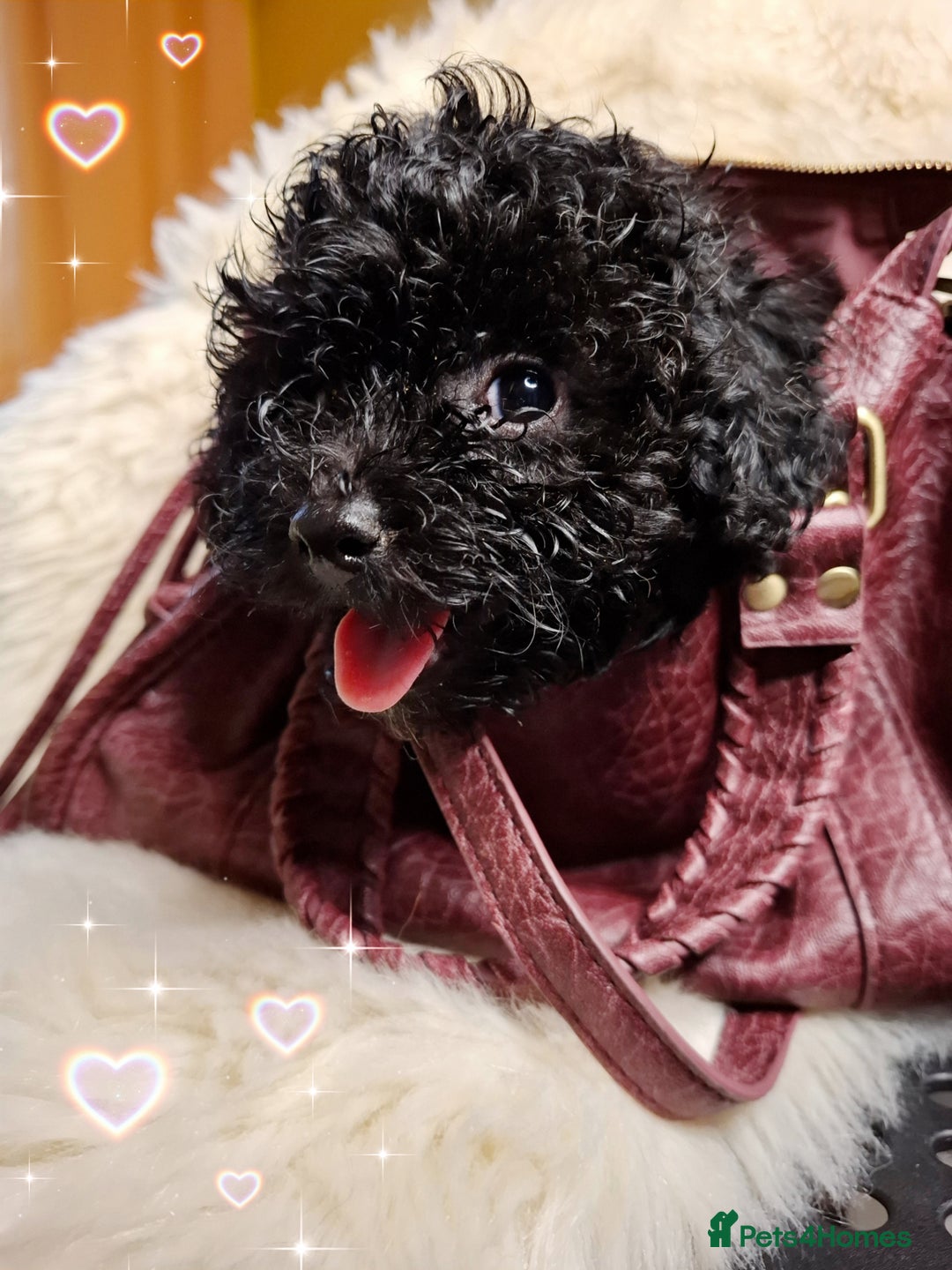Toy Poodle dogs for sale: Teddy face ASIAN toy poodle pups - ready now  - Image 2