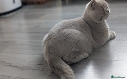 British Shorthair cats for sale: Active GCCF Champion titled female  - Image 6