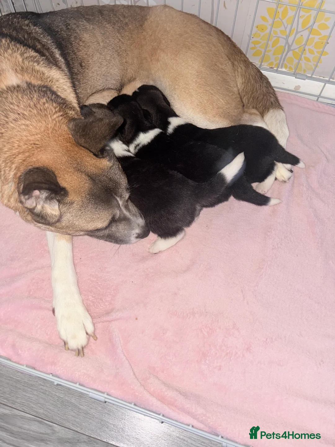 Akita dogs for sale: Akita pups March 12th ready to view  - Advert 18