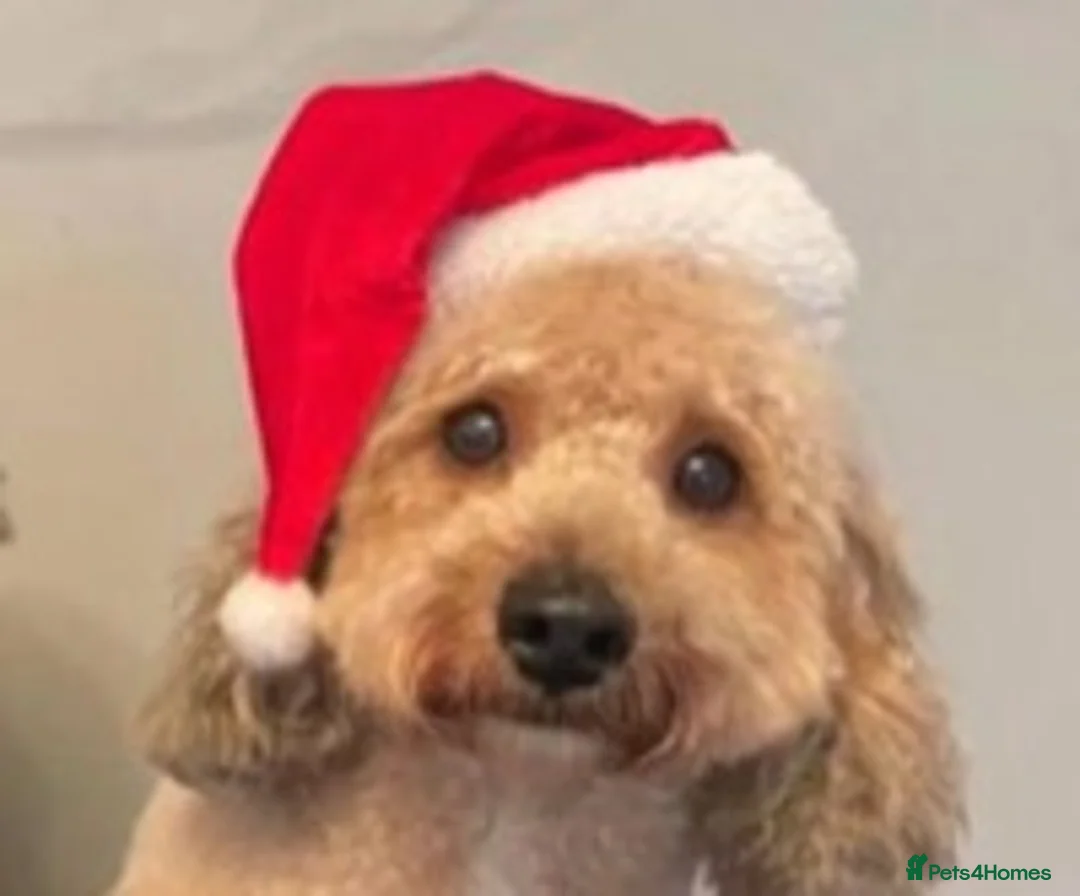 Miniature Poodle dogs for stud: 🏆PROVEN🏆 sable miniature poodle health tested in Havant - Advert 6