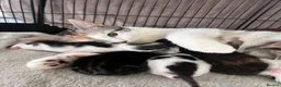 Mixed Breed cats for sale: Kittens for sale  in Carmarthen - Advert 1