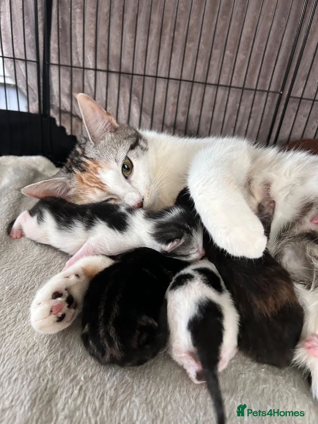 Mixed Breed cats for sale: Kittens for sale  in Carmarthen - Advert 1