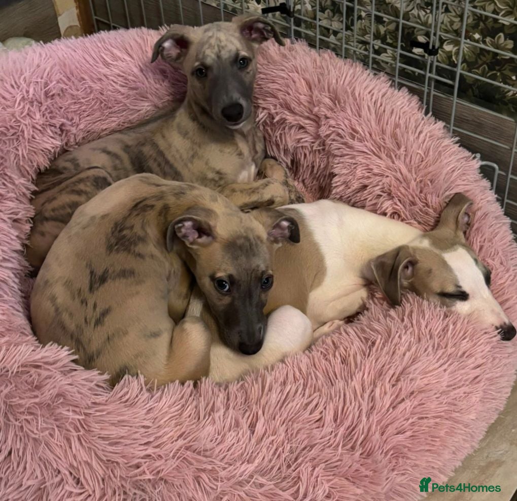 Whippet dogs The 4 most precious!Kc boys wippets 🐶    - Advert 2