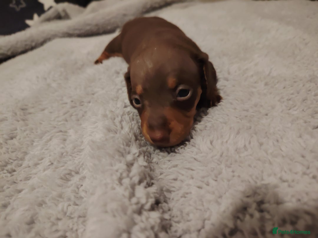 Miniature Dachshund dogs for sale: Mini dachshund - Advert 4