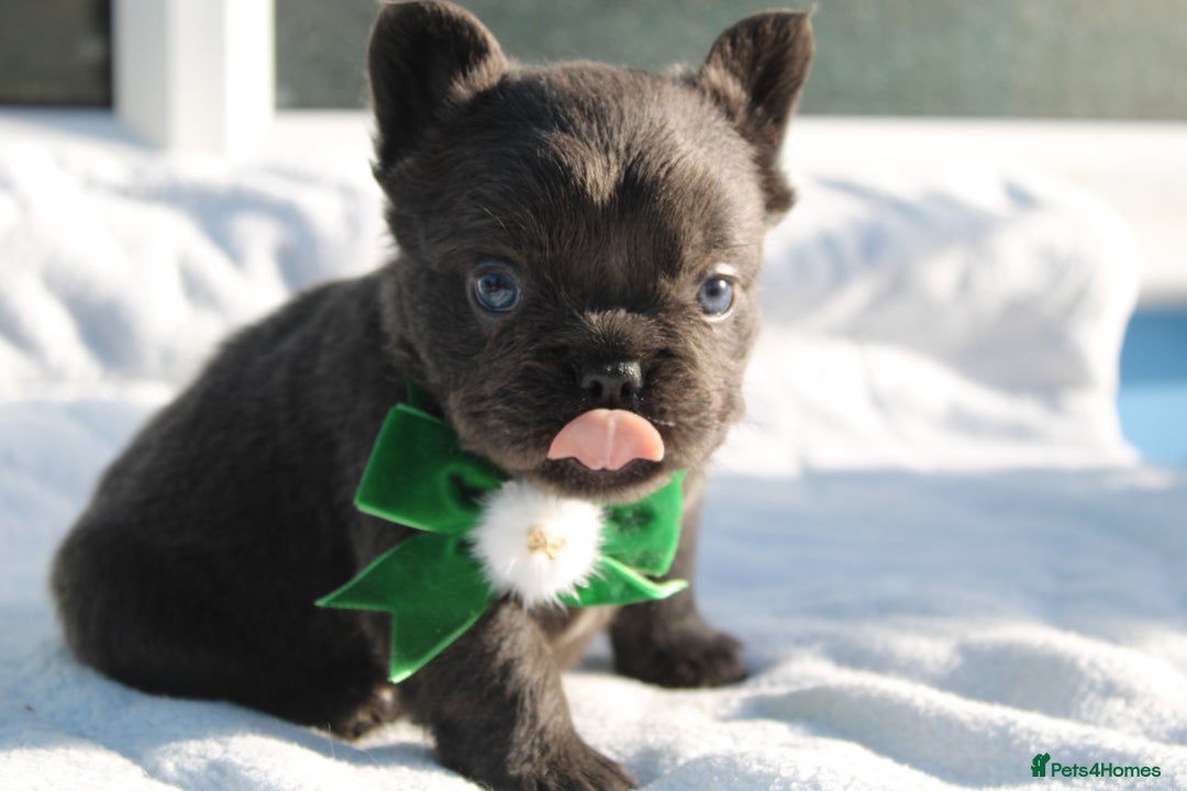 French Bulldog dogs for sale: Fluffy frenchie ready to leave  - Advert 17