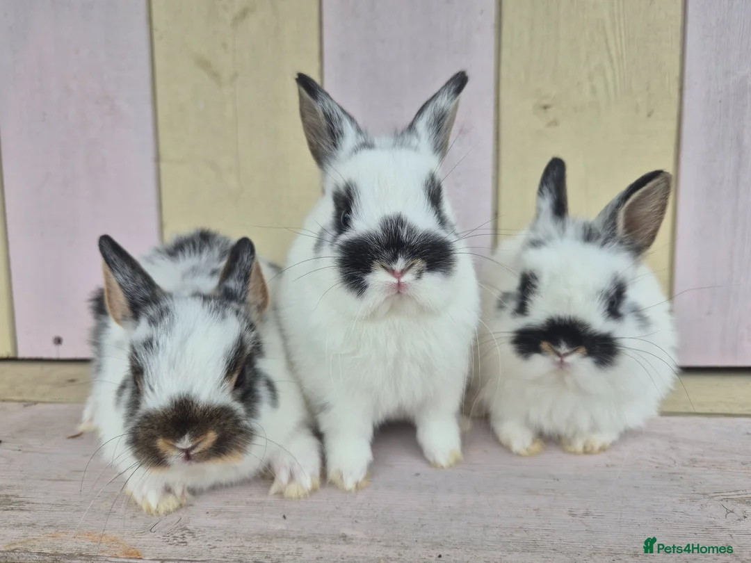 Netherland Dwarf rabbits for sale: 🩵PRETTIEST NETHERLAND DWARF COLOURED BABIES 🩷 - Advert 1