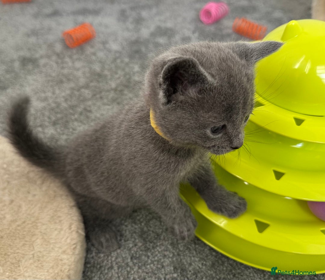 Russian Blue cats for sale: Russian Blue Kittens  - Advert 14