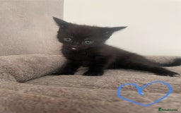 British Shorthair cats for sale: Grey and black tabby kittens 🌻 - Image 4