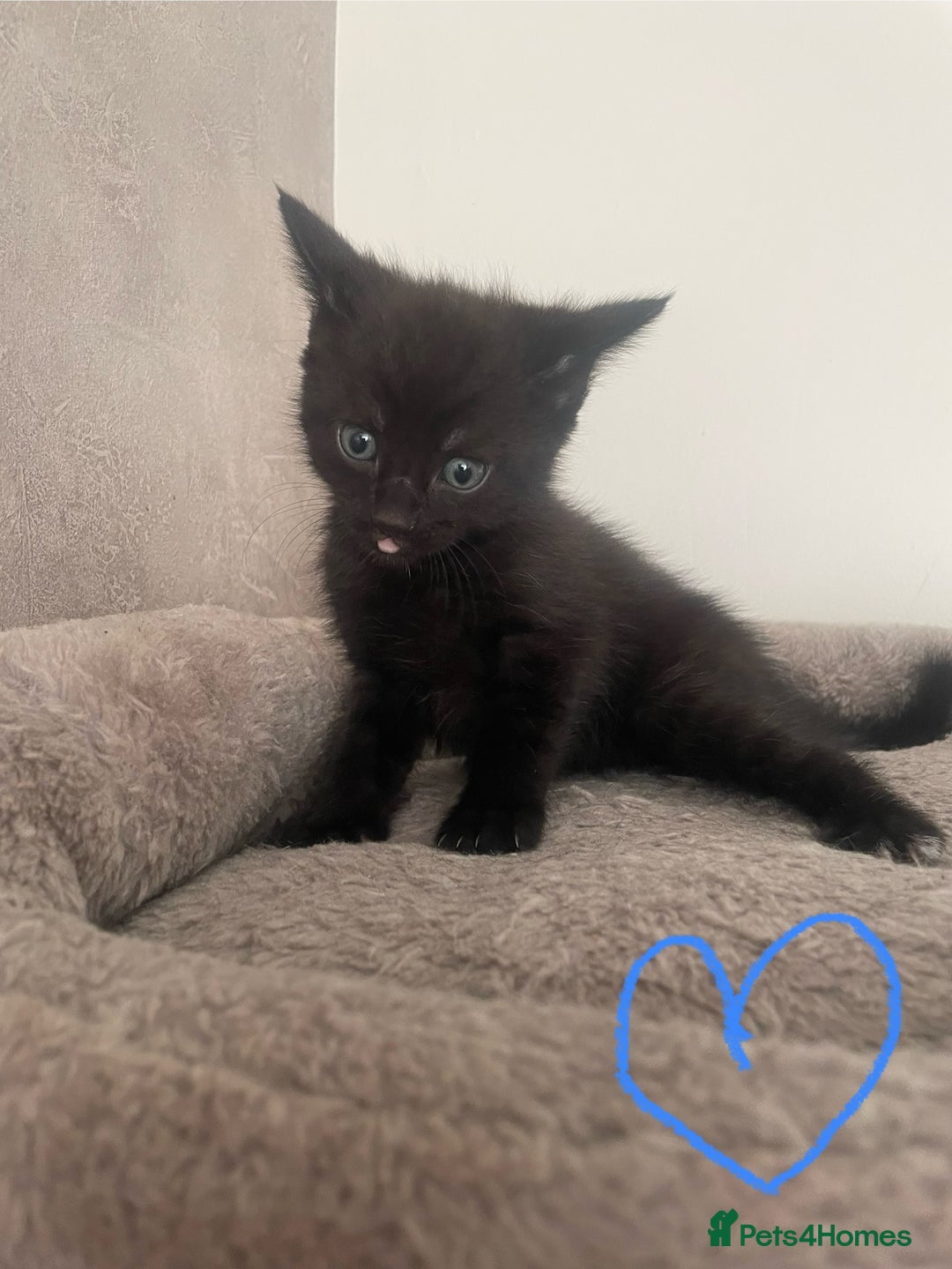 British Shorthair cats for sale: Grey and black tabby kittens 🌻 - Image 4