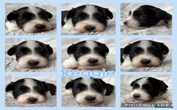 Miniature Schnauzer dogs for sale: MAC/BVA CLEAR - ONE GIRL WITH BLACK/RED COLOURING - Image 6
