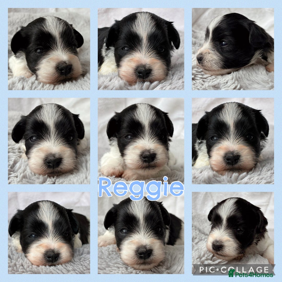 Miniature Schnauzer dogs for sale: MAC/BVA CLEAR - ONE GIRL WITH BLACK/RED COLOURING - Image 6