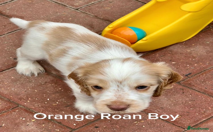 Cocker Spaniel dogs - Advert 7