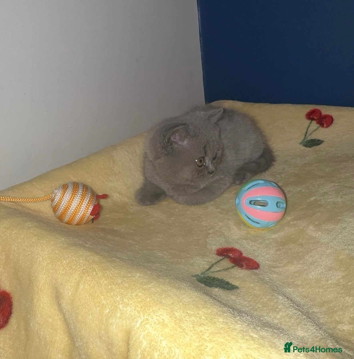 British Shorthair cats GCCF Registered Blue Female  - Advert 1