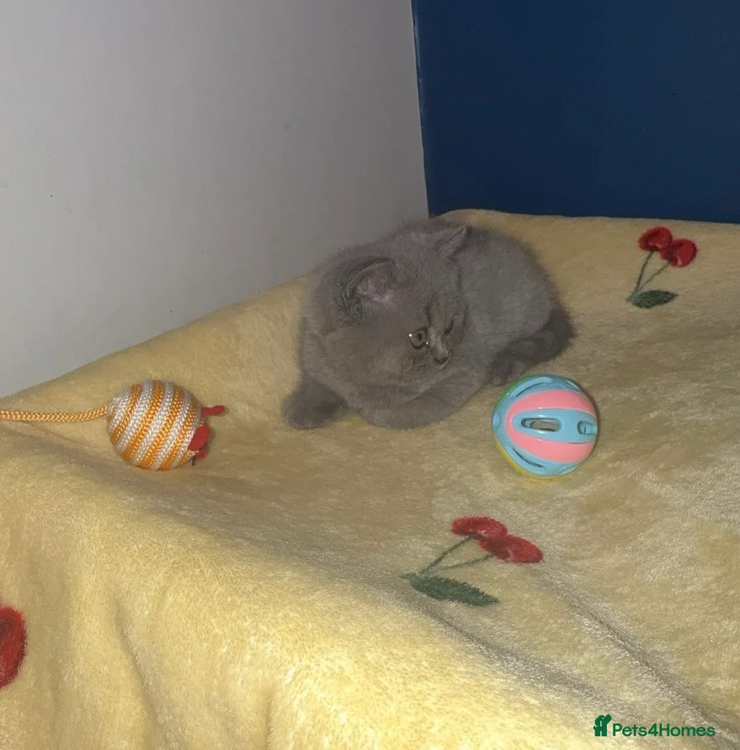 British Shorthair cats for sale: GCCF Registered Blue Female  - Advert 1